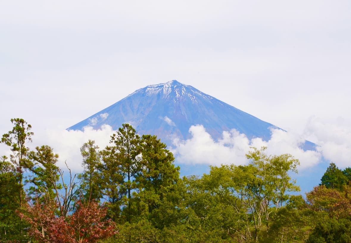 富士山麓の森